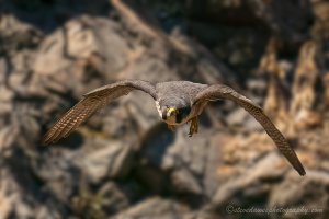 Peregrine Falcon