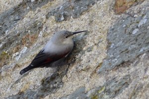 Wallcreeper