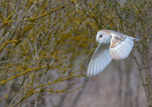 Barn Owl_inflight-denoise.jpg