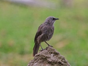 Black-lored Babbler