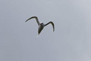 Red-billed Tropicbird