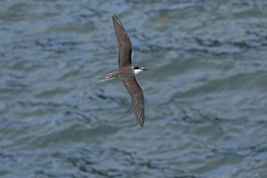 Bridled Tern