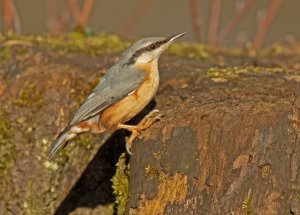 Nuthatch