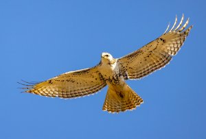 Red-tailed Hawk (juvenile) Mumford.jpg