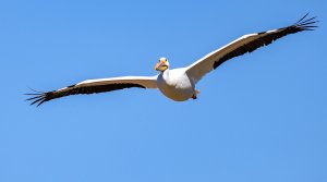 American White Pelican, Lake Bryan.jpg