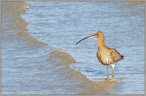 Eurasian Curlew