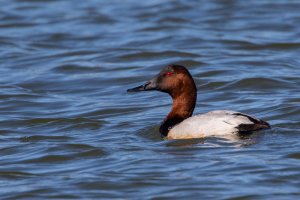 Canvasback