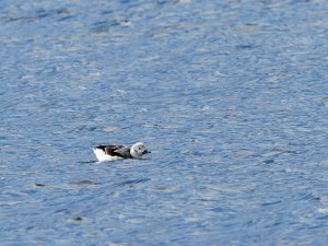 Female long-tailed duck