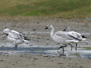 Snow geese