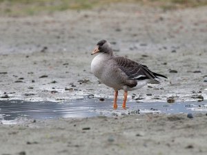 Greater white-fronted goose