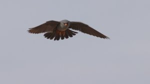 red footed falcon (adult male)