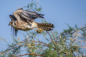 American kestrel.jpg