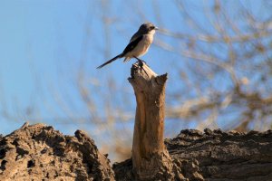 Loggerhead Shrike