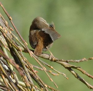 Wren