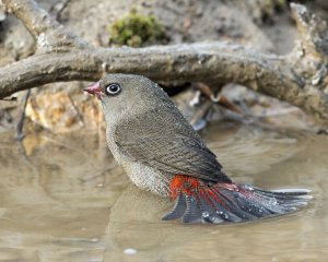 Beautiful Firetail (imm)