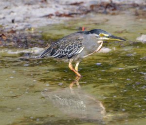 Striated heron.jpg