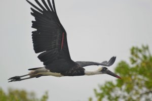 Woolly-necked Stork.JPG