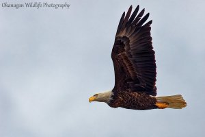 Bald Eagle