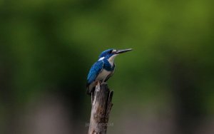 Cerulean Kingfisher.JPG