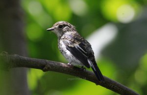 Asian Brown Flycatcher