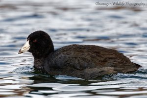 American Coot