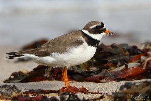 Ringed_Plover11_5_6_2019.JPG