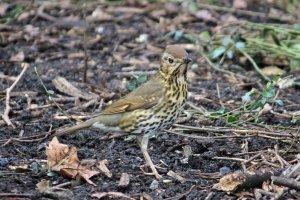 Song Thrush