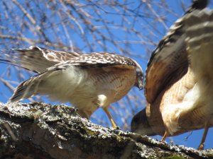 Red-shouldered Hawks