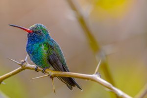 Broad-billed hummingbird.jpg
