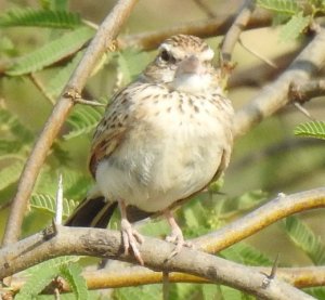 Indian Bushlark