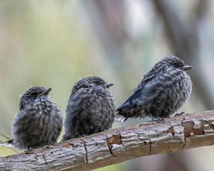 Dusky Woodswallows (immature)