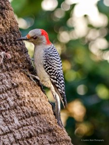 Red-bellied Woodpecker