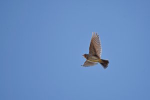 Skylark