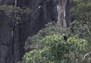 Laos Langur