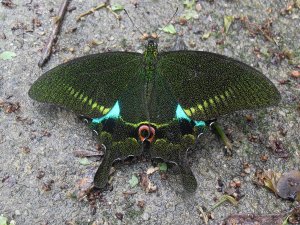 Paris Peacock