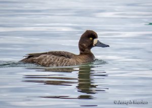 Lesser Scaup