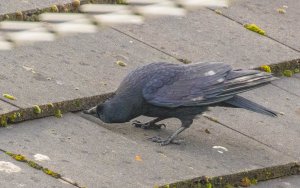 Carrion Crow