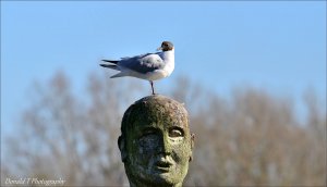 Black-headed Gull