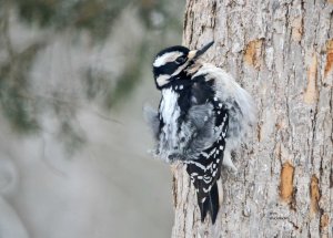 Hairy Woodpecker, female.