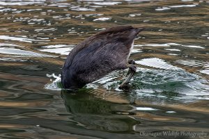 American Coot