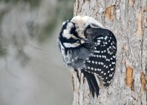 Hairy Woodpecker, female