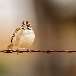 Lark Sparrow.jpg