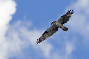 Osprey with fluffy white clouds