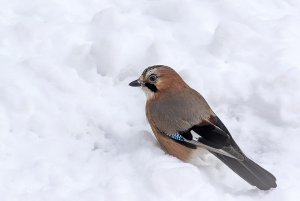 Snow Jay