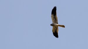 montagu's harrier (adult male)