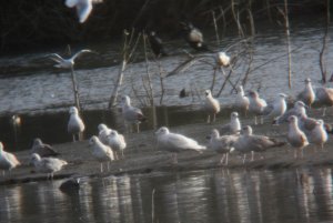 100- Larus hyperboreus Glaucous Gull- 1 février 2018.jpg