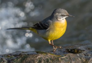 Grey Wagtail