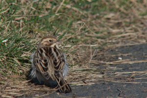 Female Reed Bunting (I think)