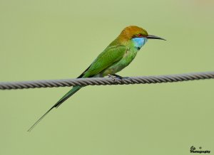 Bee-Eater.