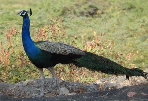 Peafowl Male